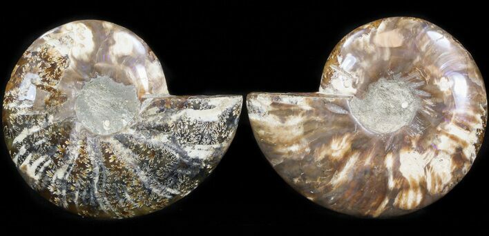 Polished Ammonite Pair - Agatized #41183